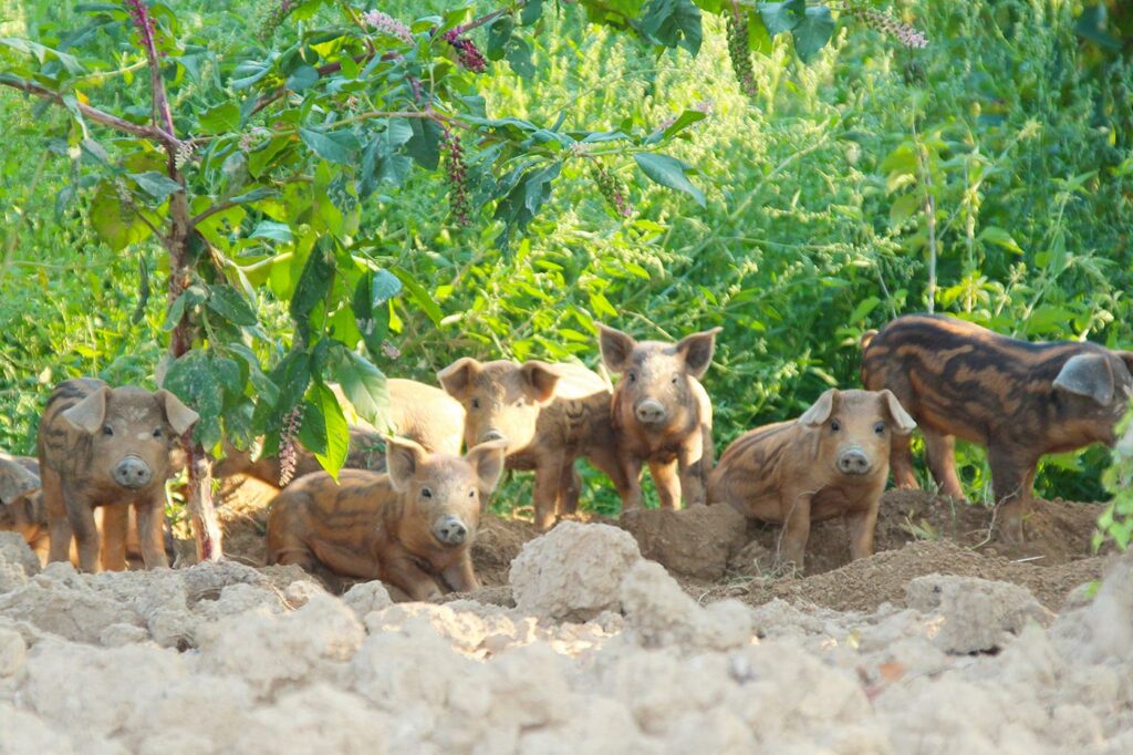 Kogelberger Wollschweine